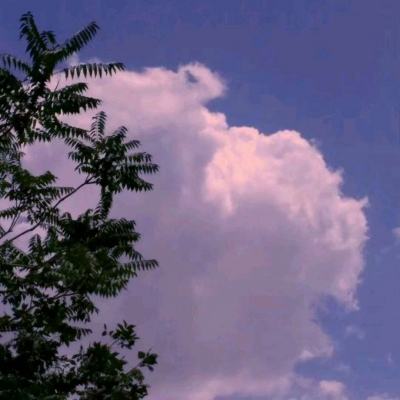 萌物养成计划测试服下载